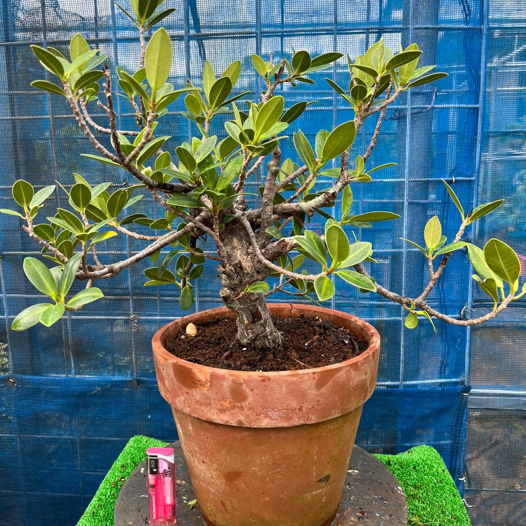 幸多き樹　ガジュマル