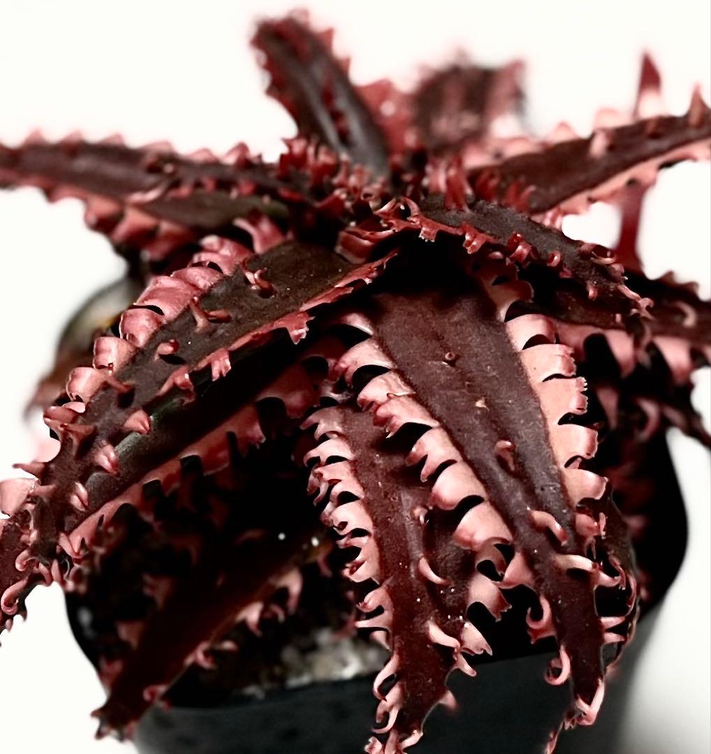 ラスト1速達付き◾️アロエ TCTハイブリッド レッドタグ 【子株】根付きAloe