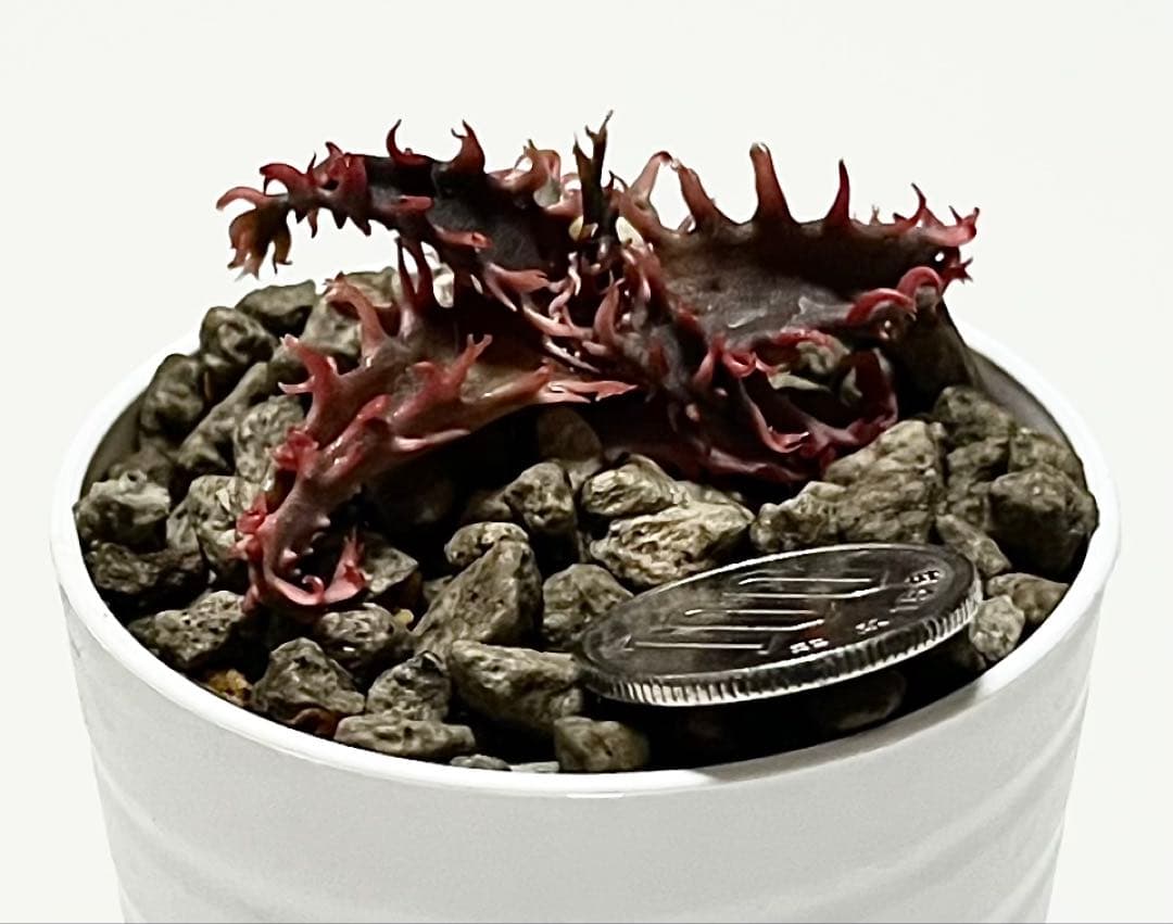 ラスト1速達付き◾️アロエ TCTハイブリッド レッドタグ 【子株】根付きAloe