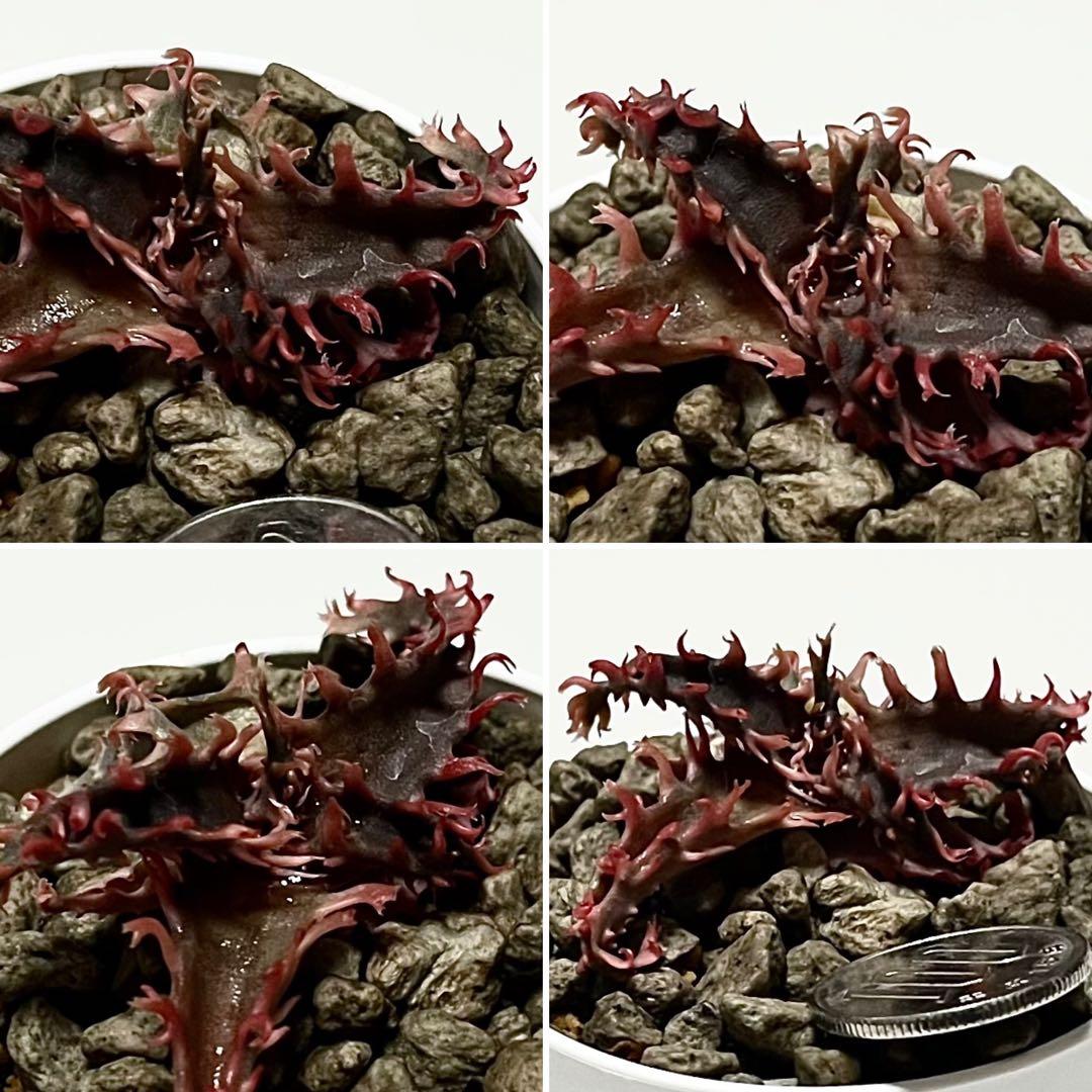 ラスト1速達付き◾️アロエ TCTハイブリッド レッドタグ 【子株】根付きAloe