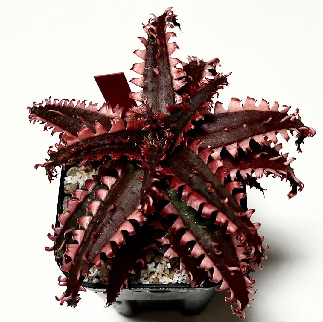 ラスト1速達付き◾️アロエ TCTハイブリッド レッドタグ 【子株】根付きAloe