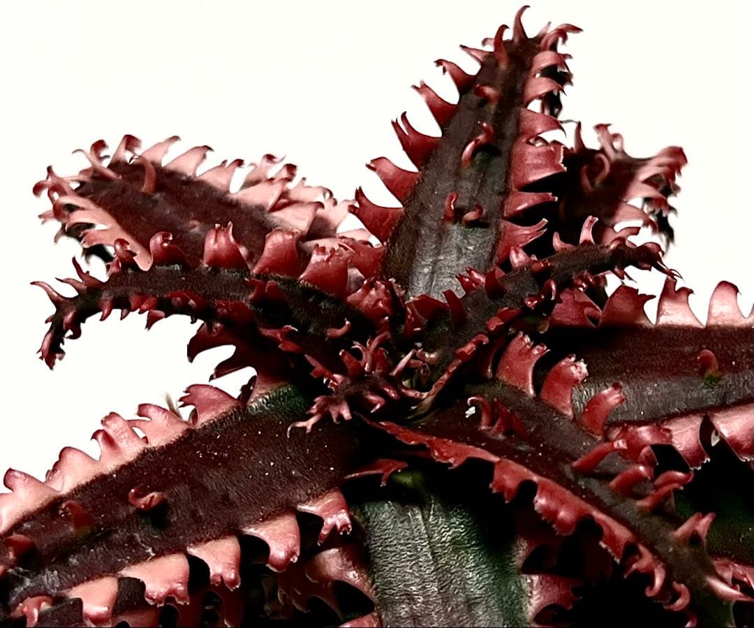 ラスト1速達付き◾️アロエ TCTハイブリッド レッドタグ 【子株】根付きAloe