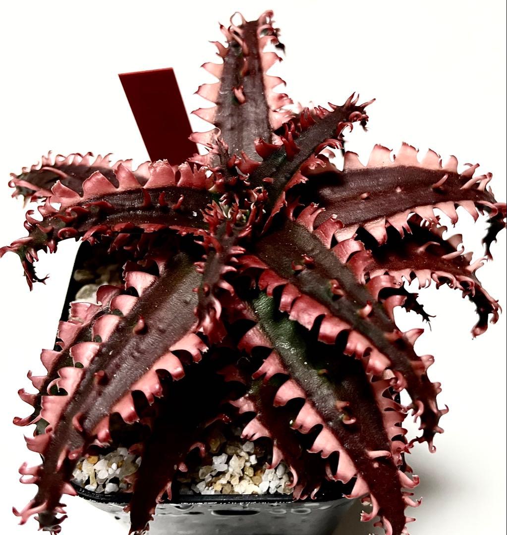 ラスト1速達付き◾️アロエ TCTハイブリッド レッドタグ 【子株】根付きAloe