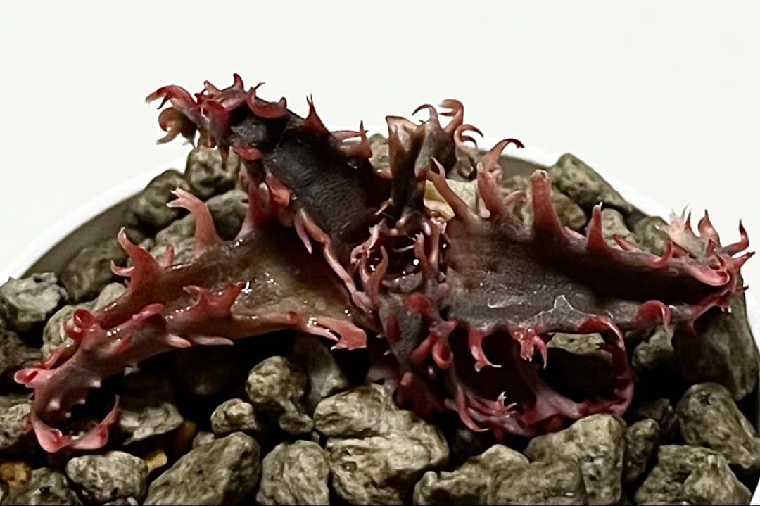 ラスト1速達付き◾️アロエ TCTハイブリッド レッドタグ 【子株】根付きAloe