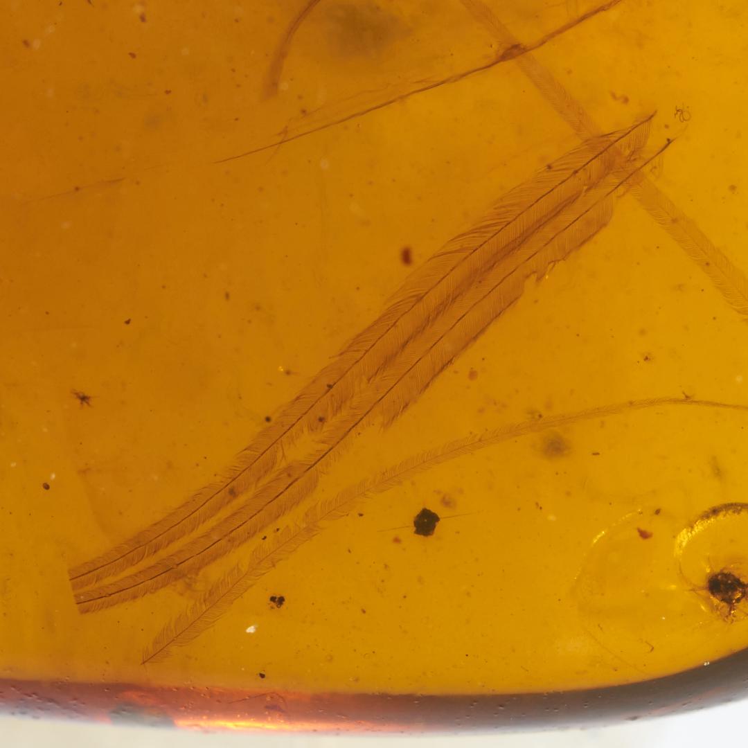 レア極上品 PA0018虫入り琥珀化石　ミャンマーカムティかタナイ9900万年前