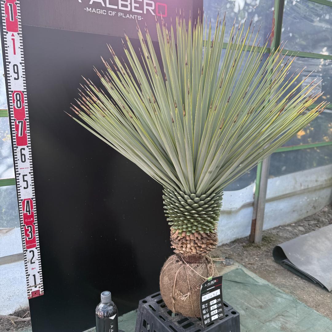 【AL1095】ユッカ　ロストラータ