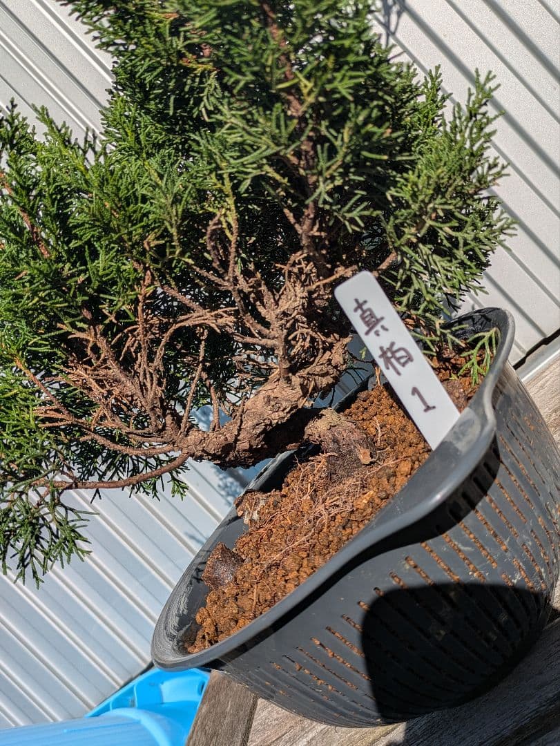 盆栽素材　真柏1　成長中♥