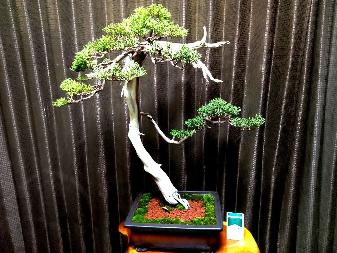 【大品 　 糸魚川真柏盆栽】　　　⭕樹齢 200年超 明星山採取❗