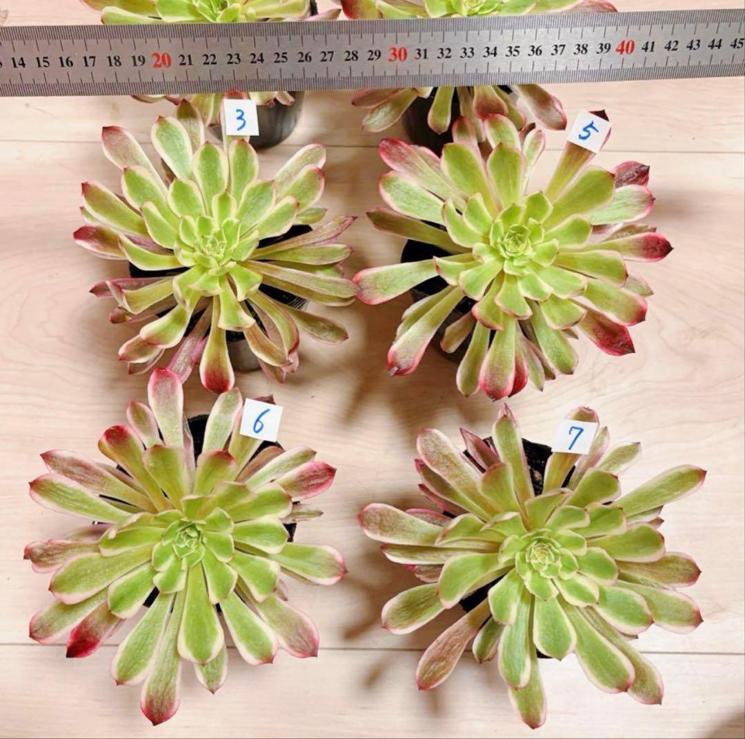 多肉植物アエオニウム錦❤️ 皺葉仙墨 ❤️1大頭13-15cm拔き苗