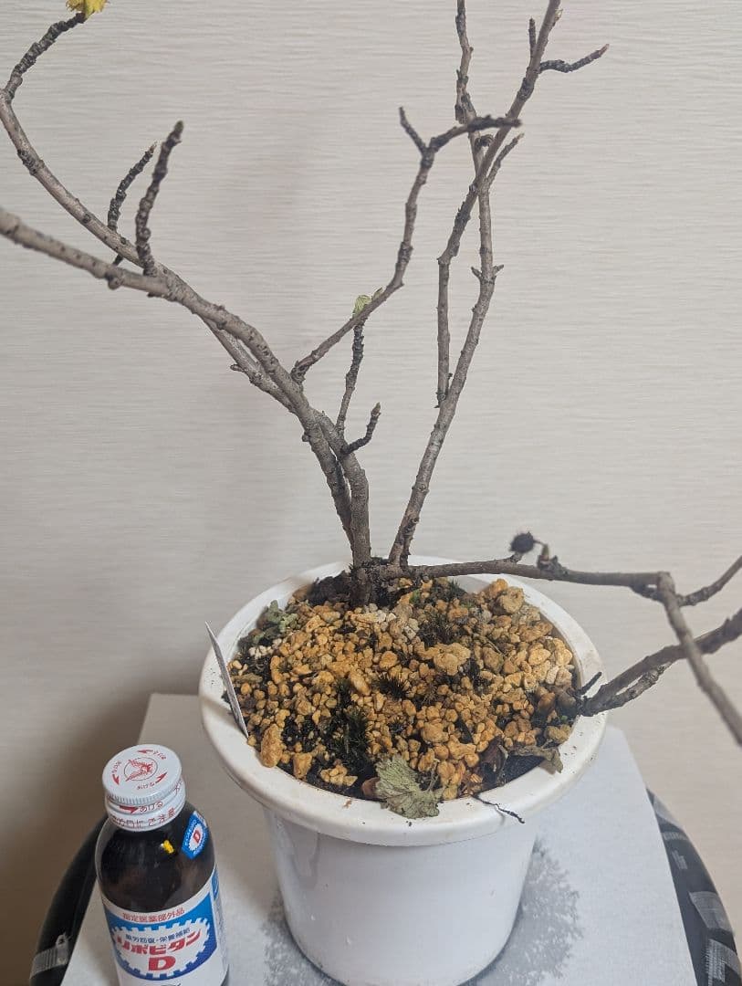 ヤシャビシャク大株