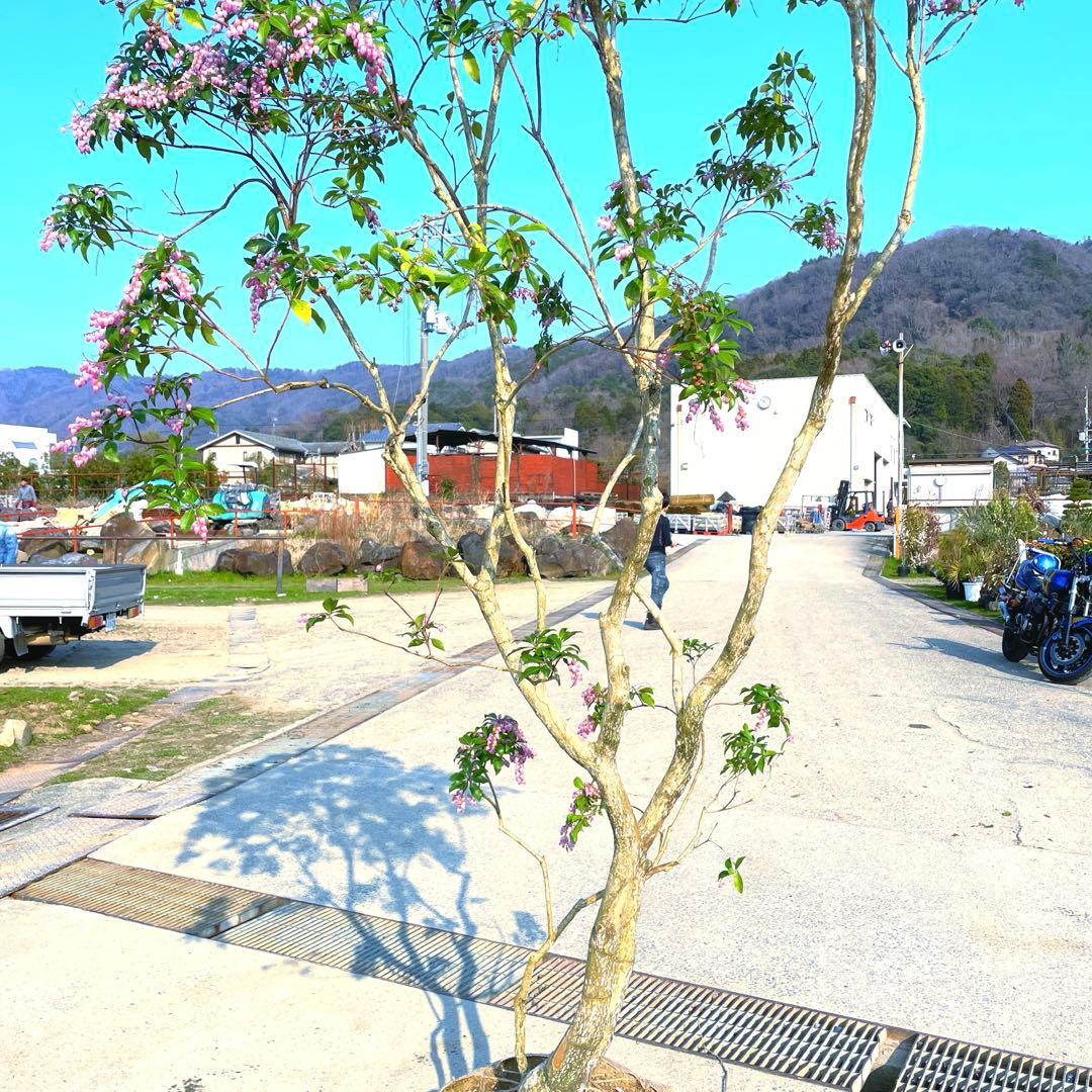 馬酔木、赤花アセビ『庭木用』『樹高約250㌢』 綺麗な樹形。近畿地方のみ配達可能