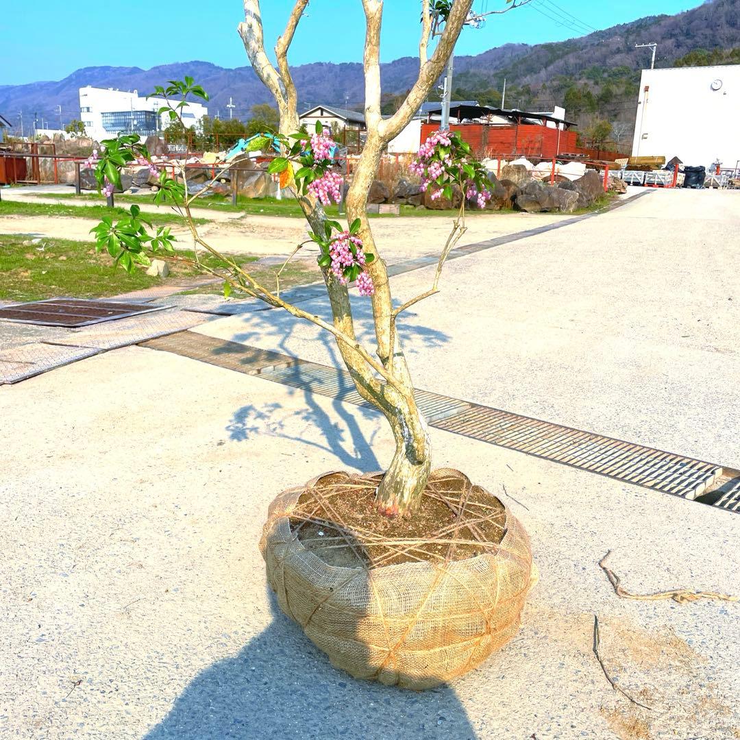 馬酔木、赤花アセビ『庭木用』『樹高約250㌢』 綺麗な樹形。近畿地方のみ配達可能