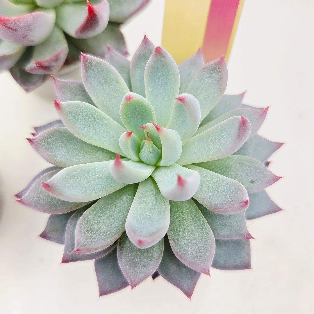 ㉛大きめ3鬼! 桜鬼❣️青鬼❣️赤鬼❣️発根済み おらいさん苗 メルカリ便送料込