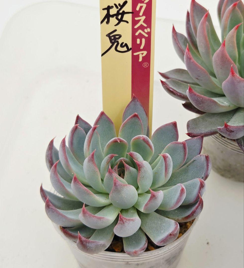 ㉛大きめ3鬼! 桜鬼❣️青鬼❣️赤鬼❣️発根済み おらいさん苗 メルカリ便送料込