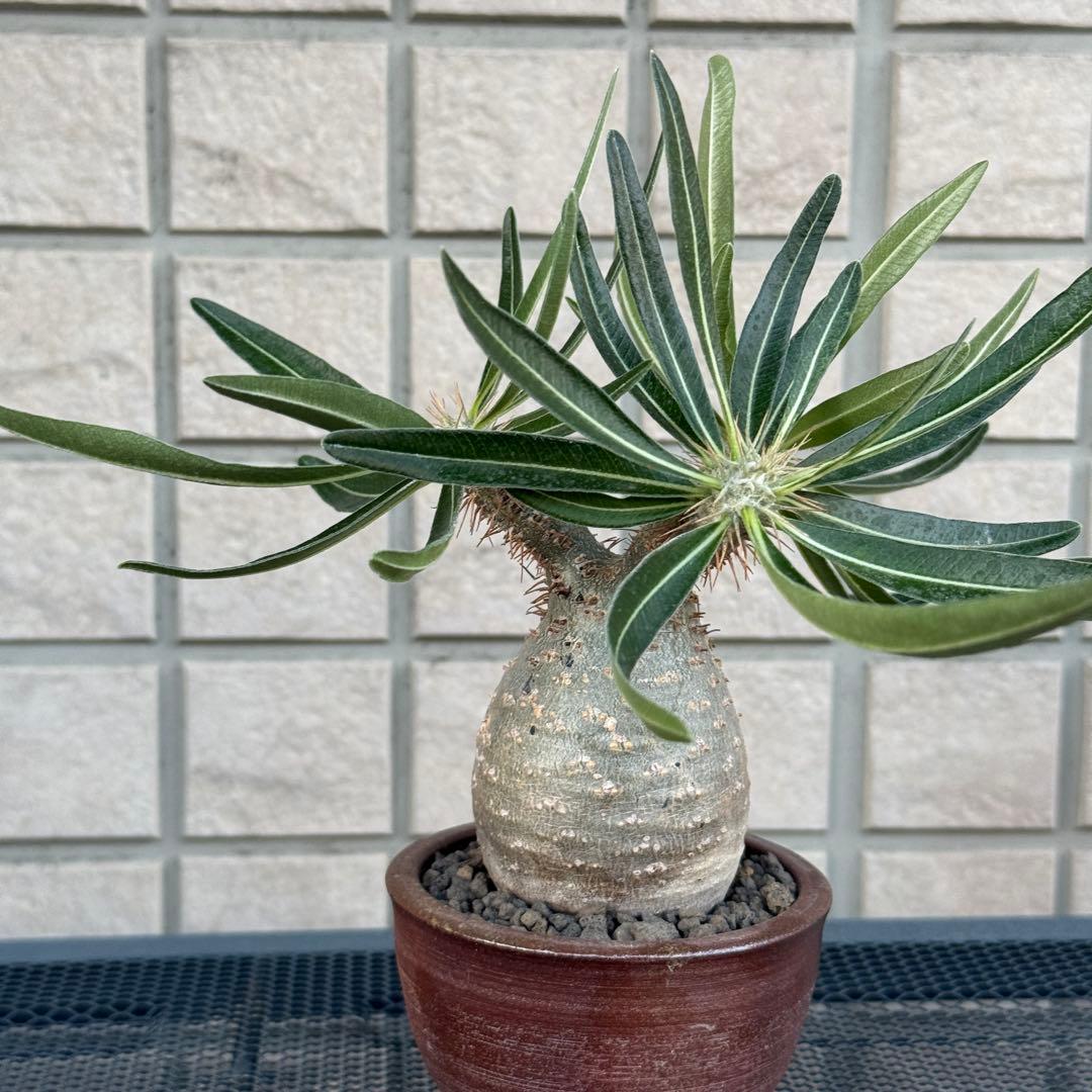 パキポディウム・グラキリス　現地株　小型　良型