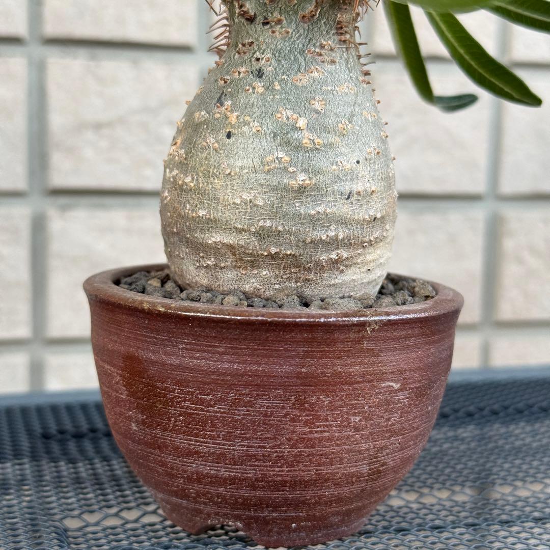 パキポディウム・グラキリス　現地株　小型　良型