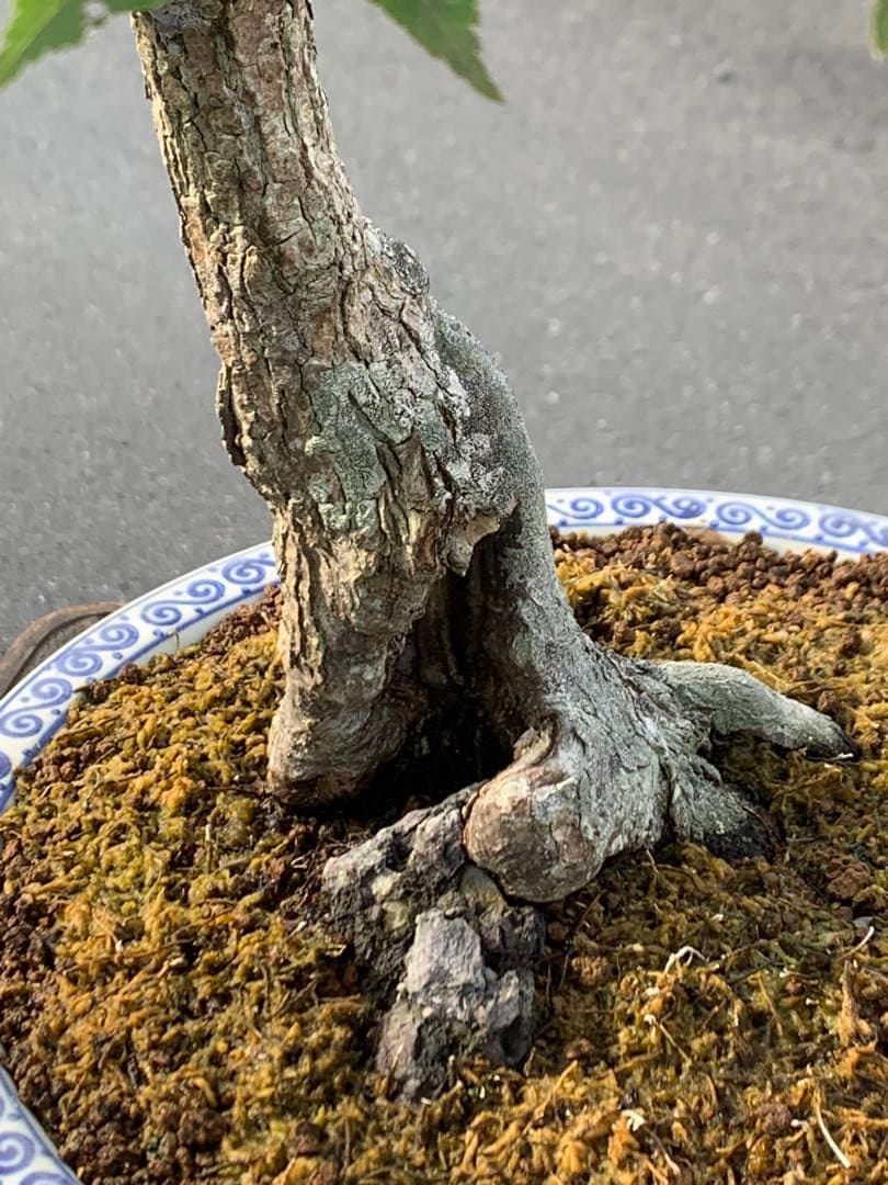 古木感溢れる石付山もみじ　文人　洞　樹高約60cm（検索/盆栽　野梅　楓）