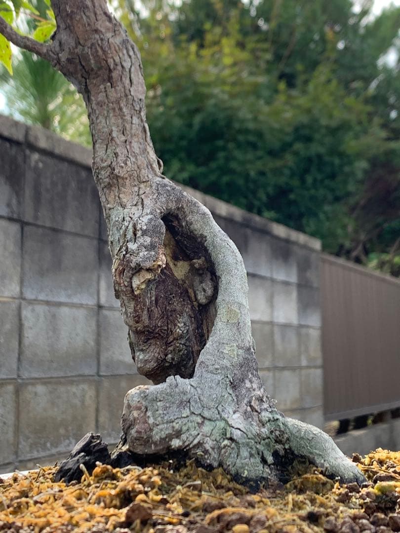 古木感溢れる石付山もみじ　文人　洞　樹高約60cm（検索/盆栽　野梅　楓）