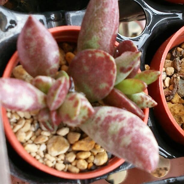 多肉植物