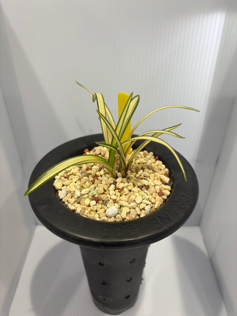 春蘭　韓国春蘭　日本春蘭　金閣宝No.2 SALE