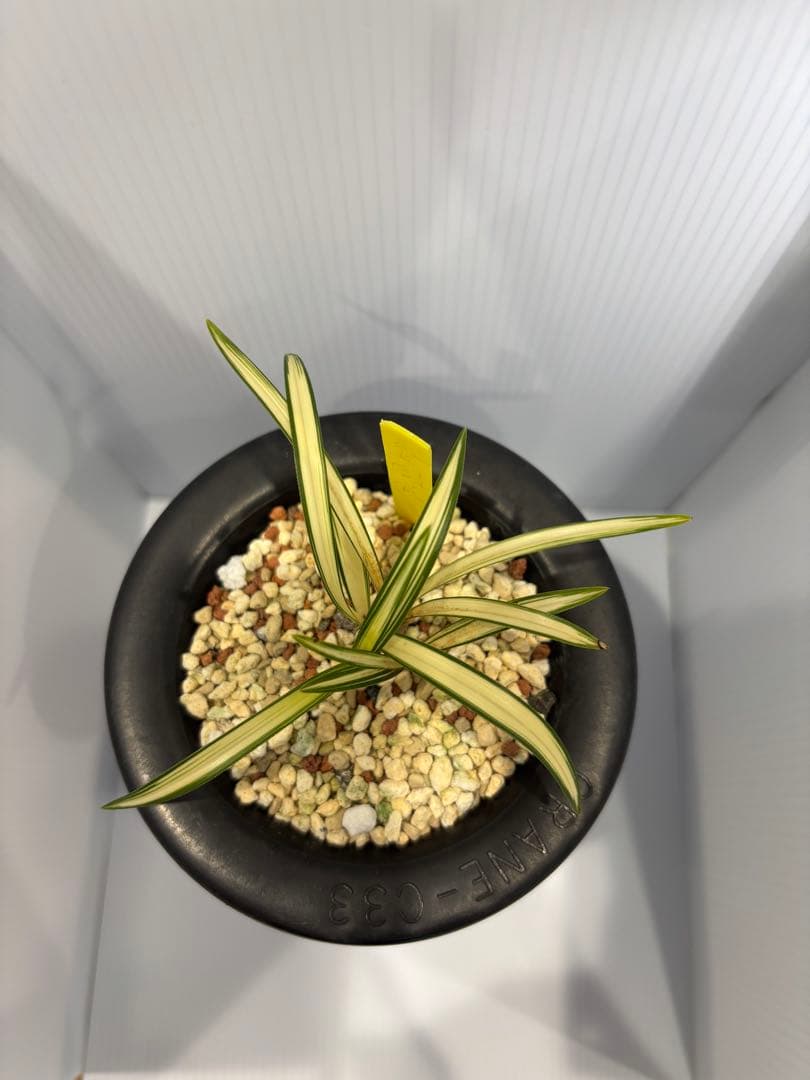 春蘭　韓国春蘭　日本春蘭　金閣宝No.2 SALE