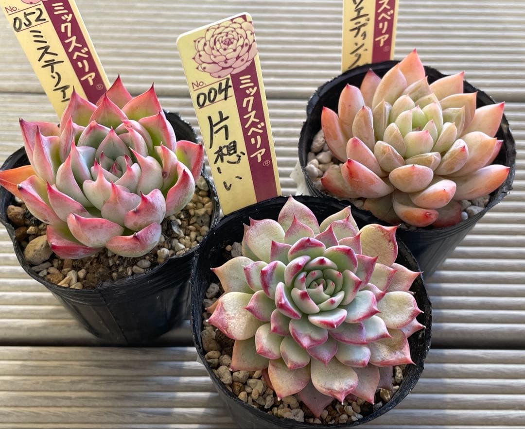 ウエディングベル　片想い　ミステリアスグラス 札付き　ミックスベリア　多肉植物