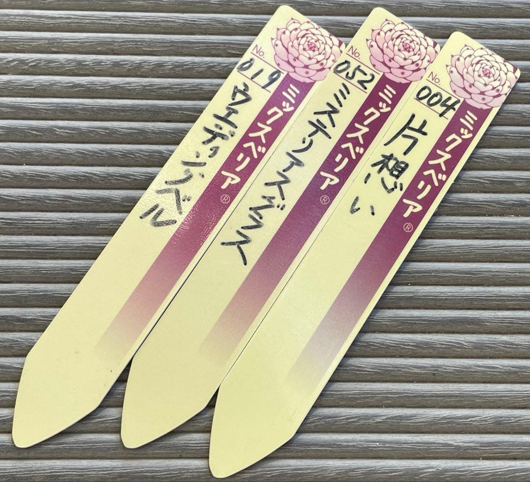 ウエディングベル　片想い　ミステリアスグラス 札付き　ミックスベリア　多肉植物