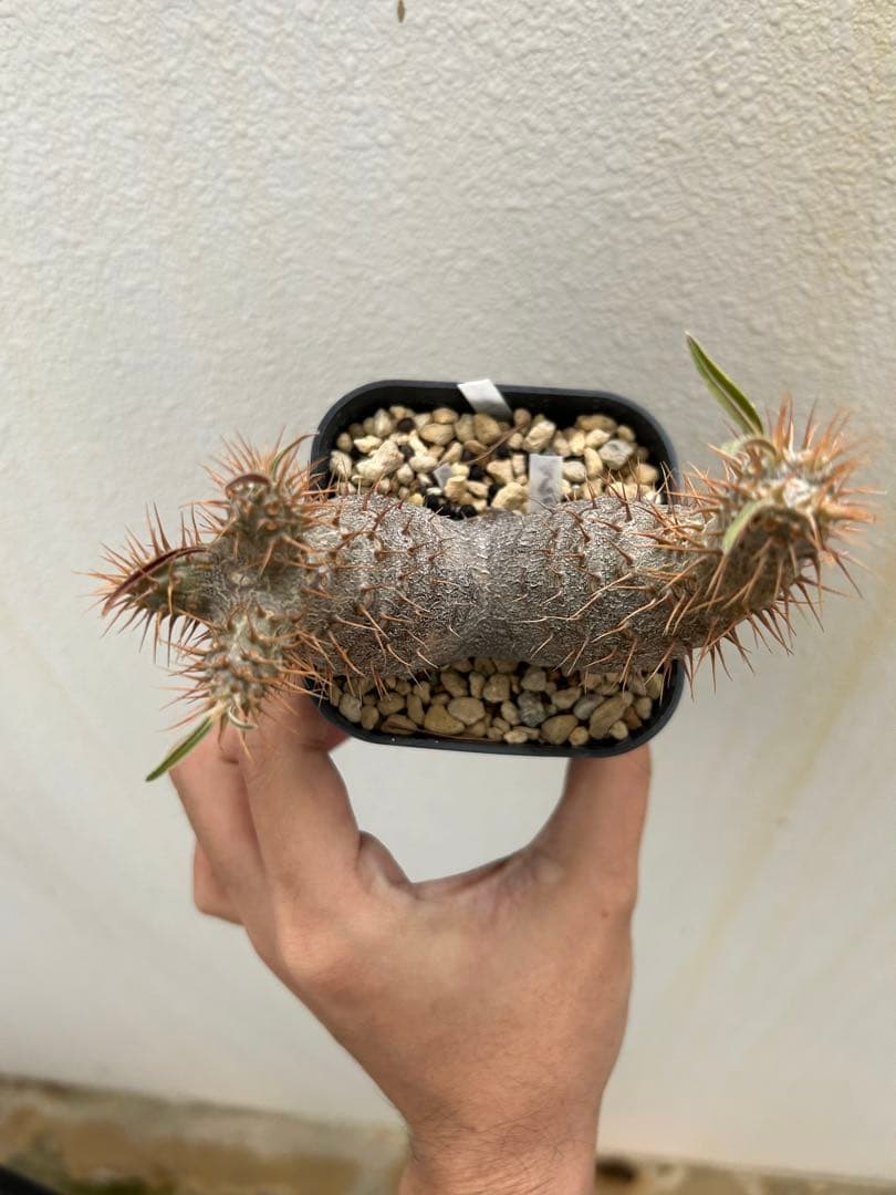 tomi様セット【希少2頭美株】グラキリス パキポディウム 発根済株 塊根