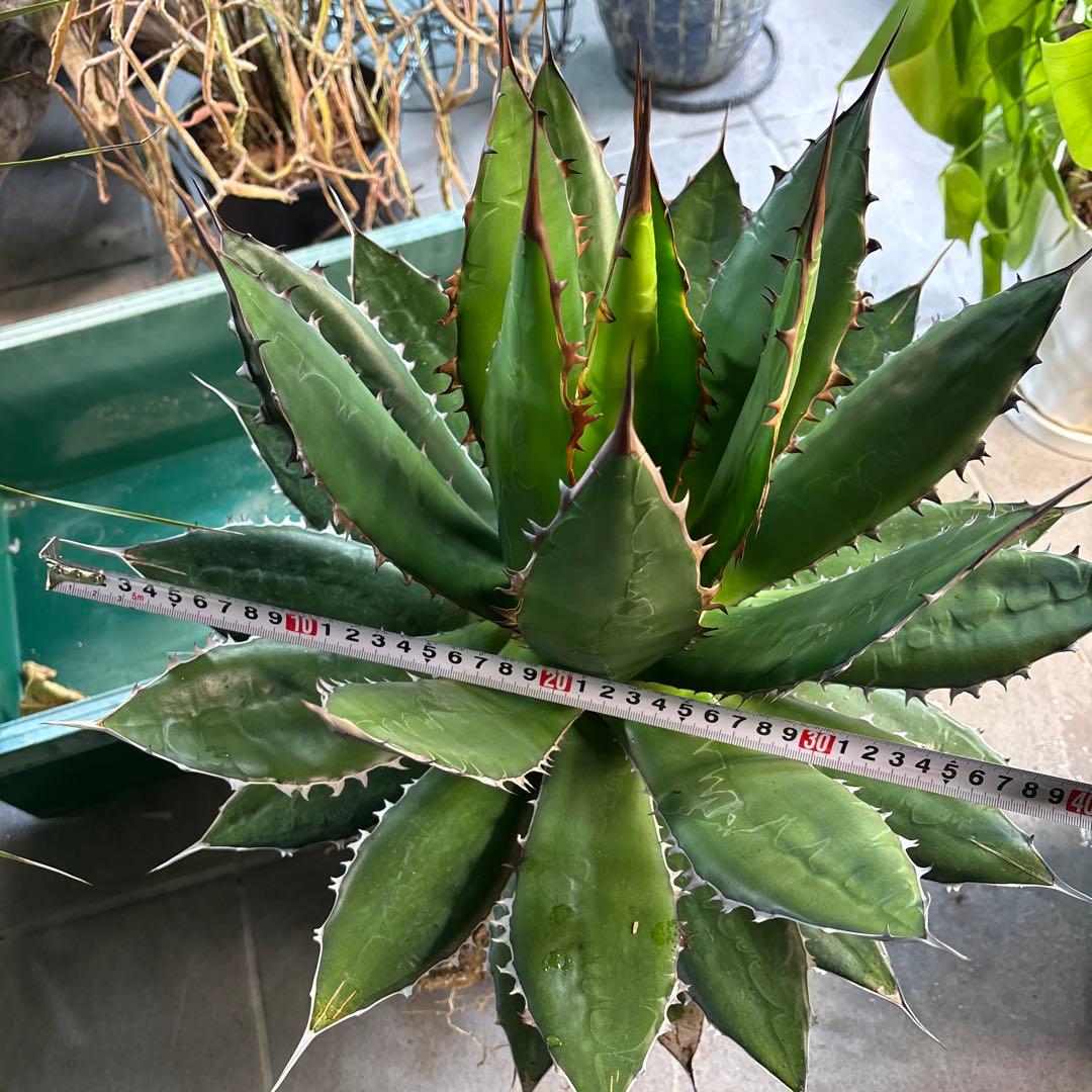 ⭐️激レア蓮棘⭐️巨大　美形　Agave horrida ホリダ　アガベホリダ