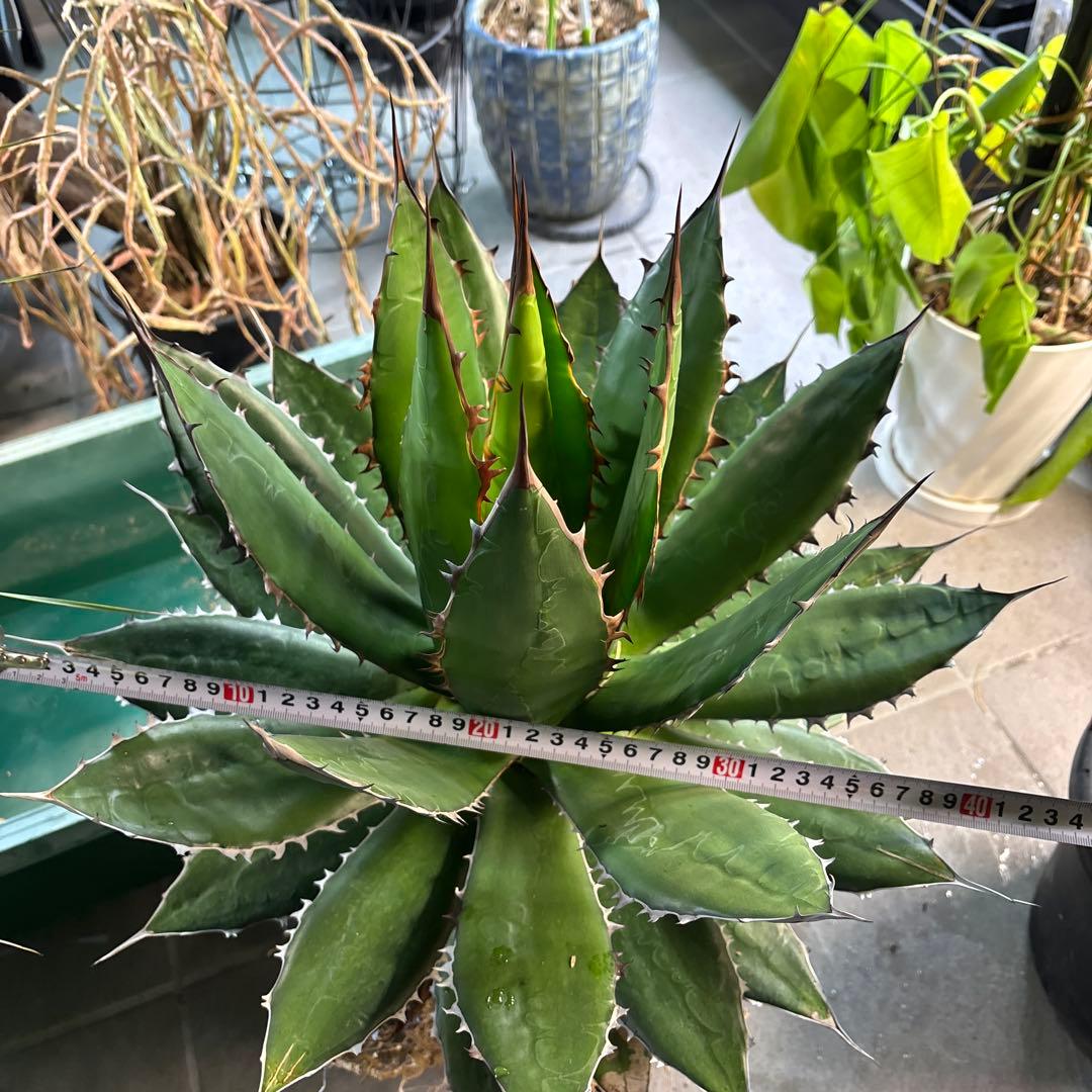 ⭐️激レア蓮棘⭐️巨大　美形　Agave horrida ホリダ　アガベホリダ