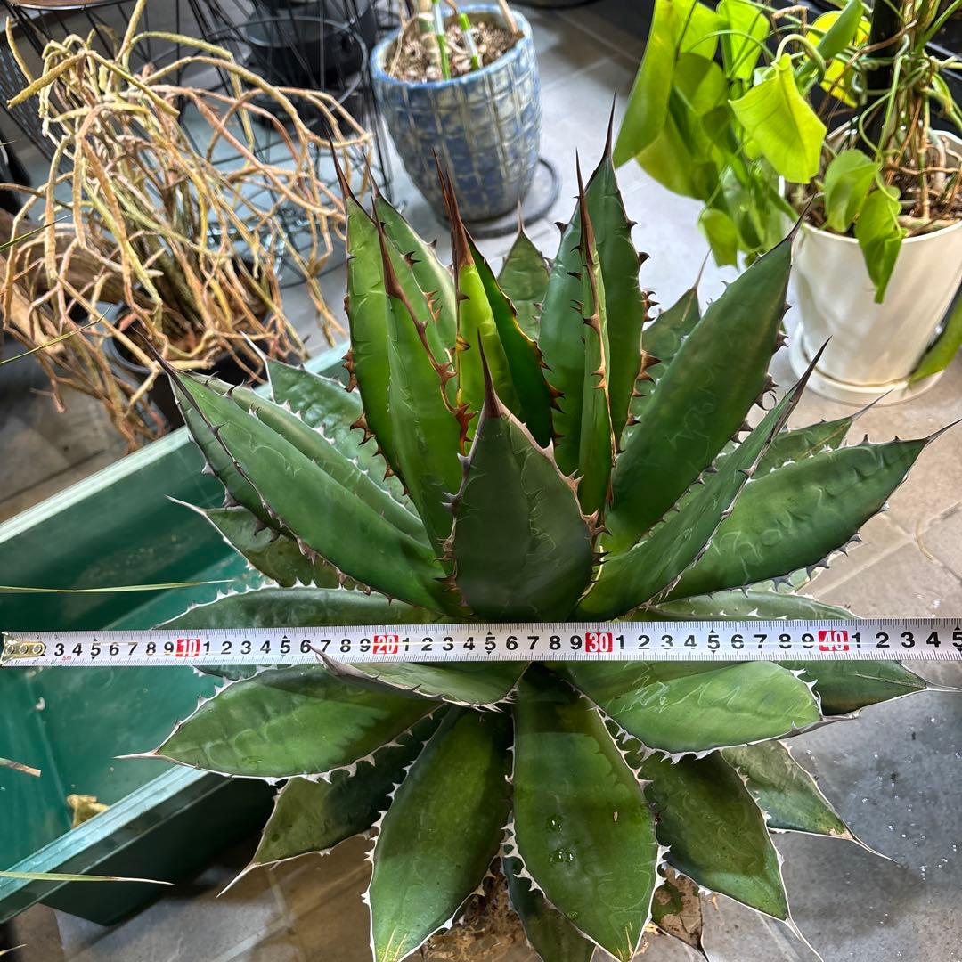 ⭐️激レア蓮棘⭐️巨大　美形　Agave horrida ホリダ　アガベホリダ
