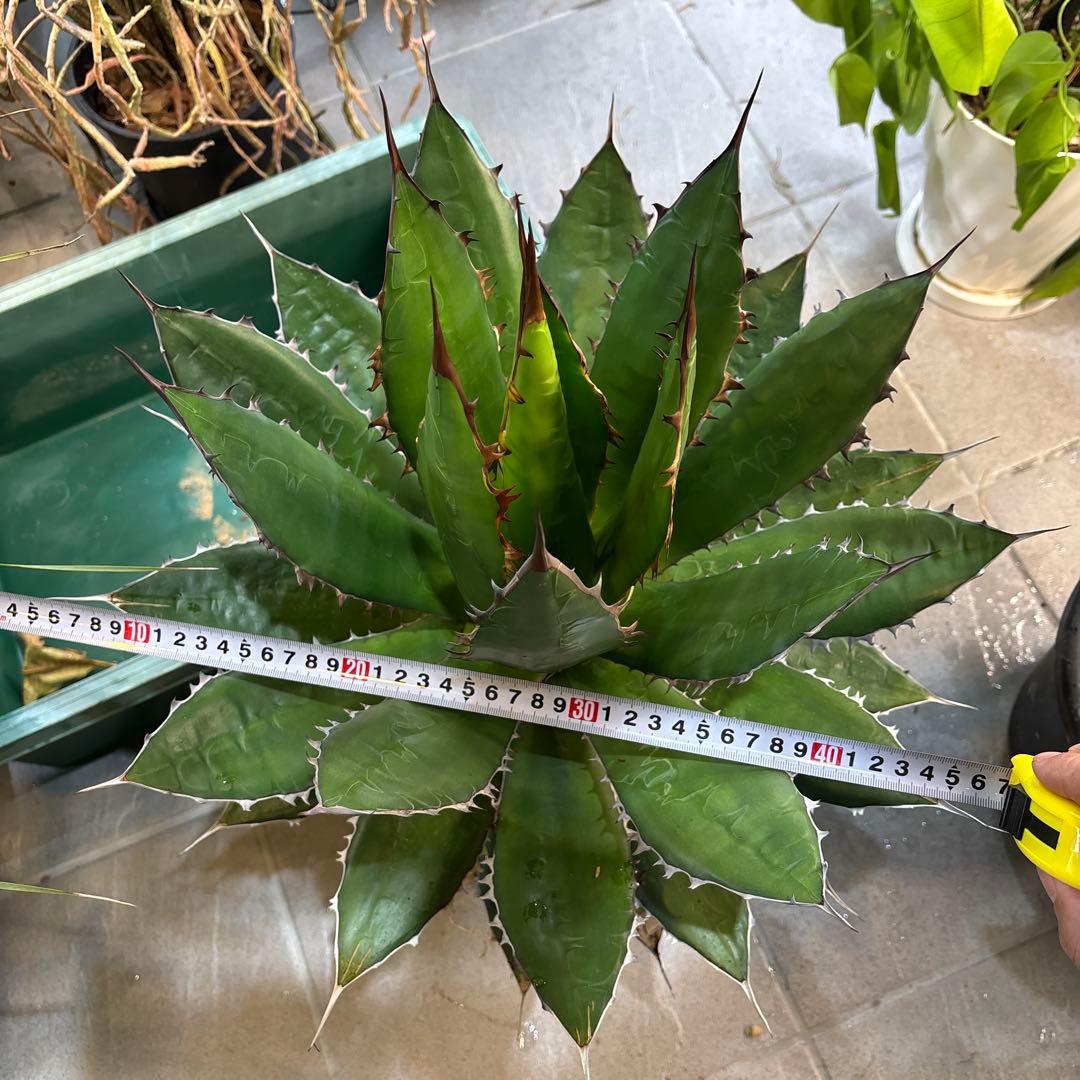 ⭐️激レア蓮棘⭐️巨大　美形　Agave horrida ホリダ　アガベホリダ