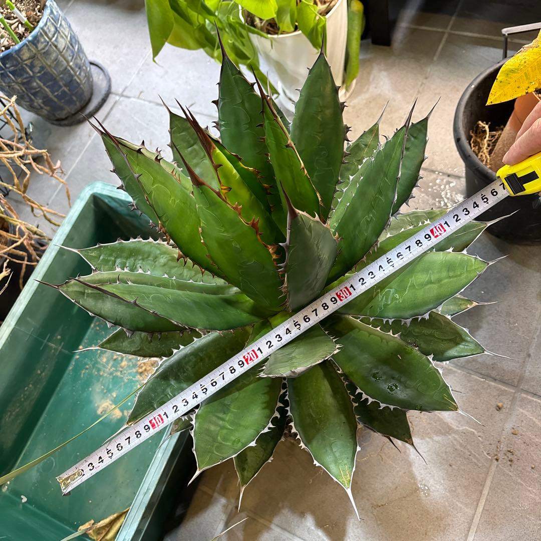 ⭐️激レア蓮棘⭐️巨大　美形　Agave horrida ホリダ　アガベホリダ