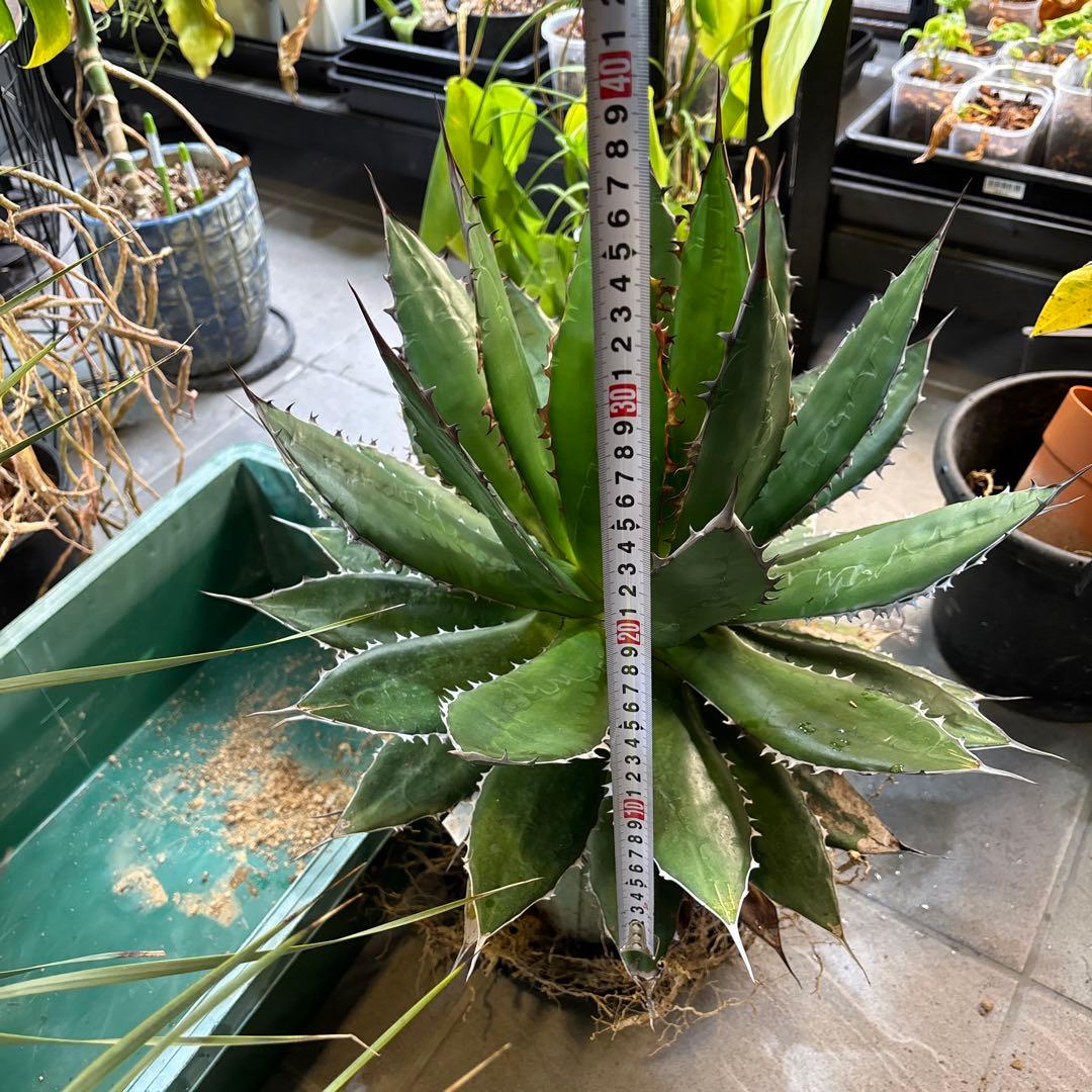 ⭐️激レア蓮棘⭐️巨大　美形　Agave horrida ホリダ　アガベホリダ