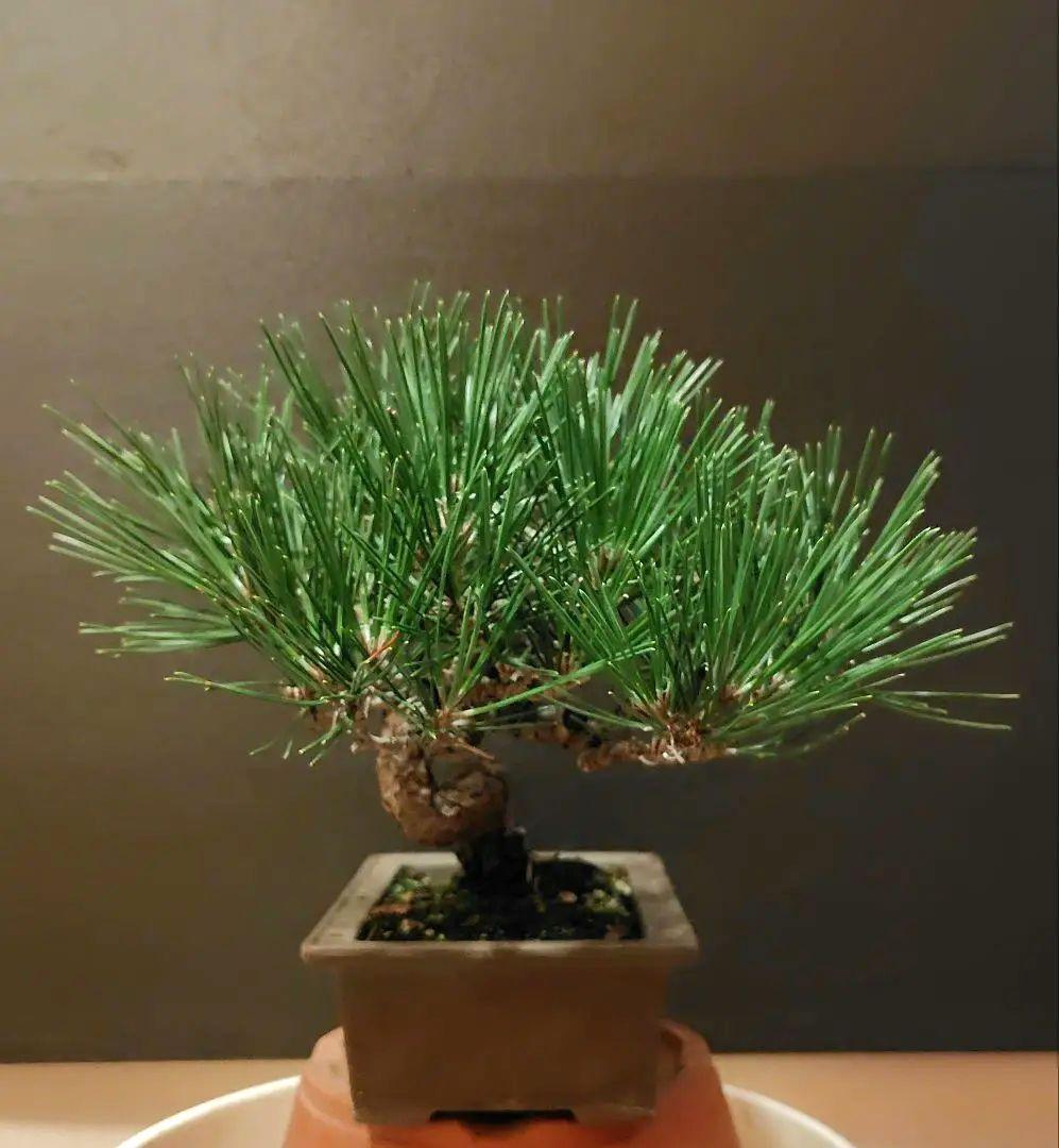黒松盆栽！