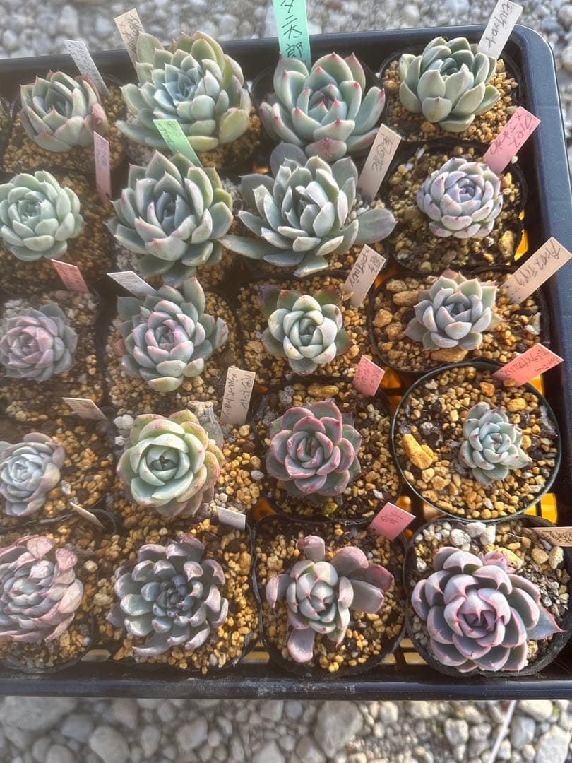 多肉植物セット☆メルカリ便匿名配送