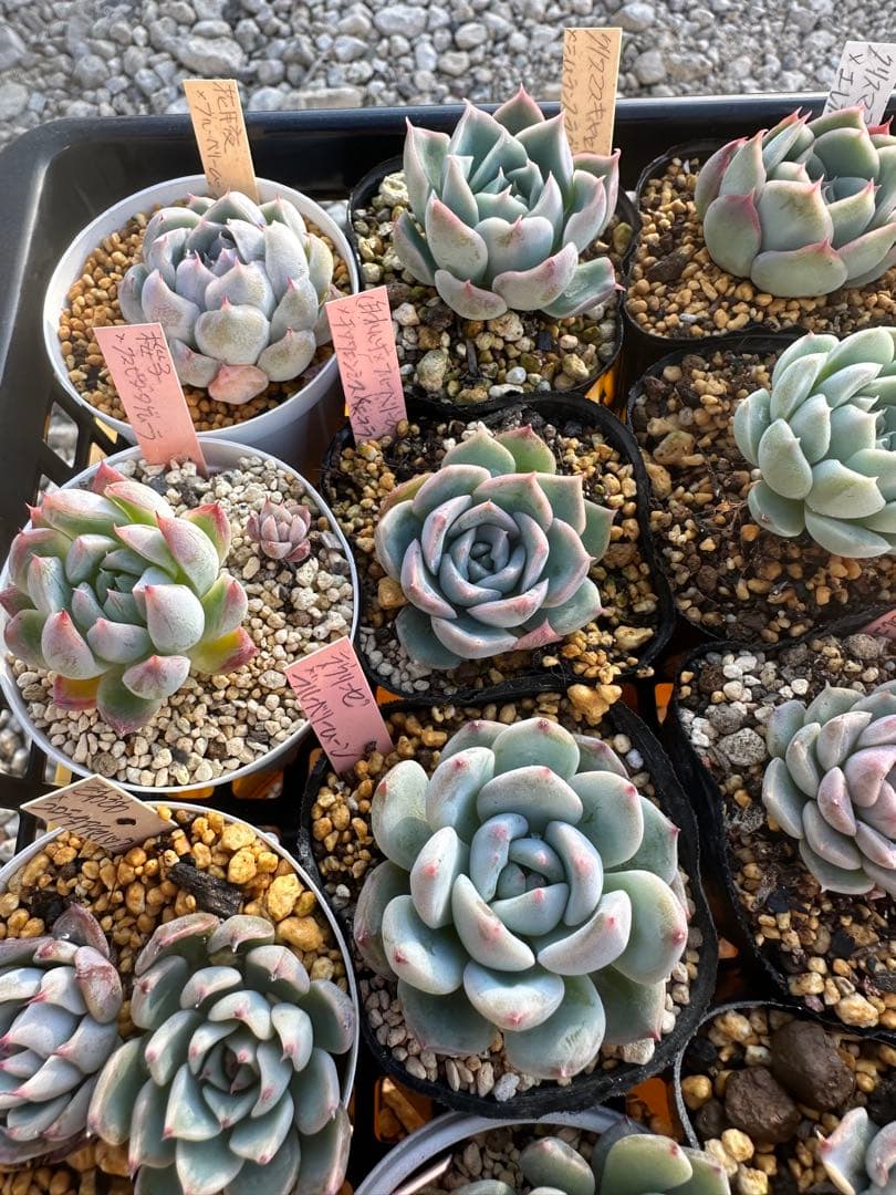 多肉植物セット☆メルカリ便匿名配送