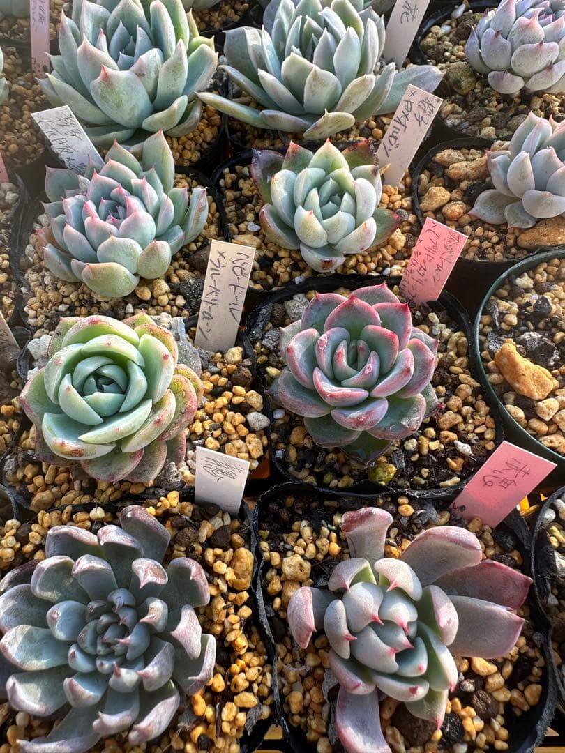 多肉植物セット☆メルカリ便匿名配送