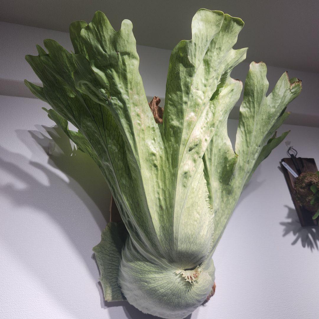 ビカクシダ ワンダエ　Platycerium wandae