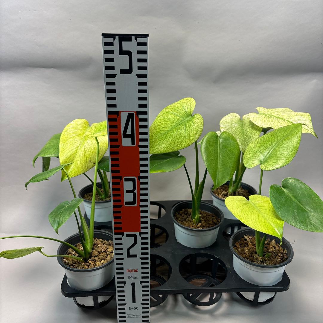 ち*え様 5株セットms49ホワイトモンスター／天津蘭 モンステラ斑入り