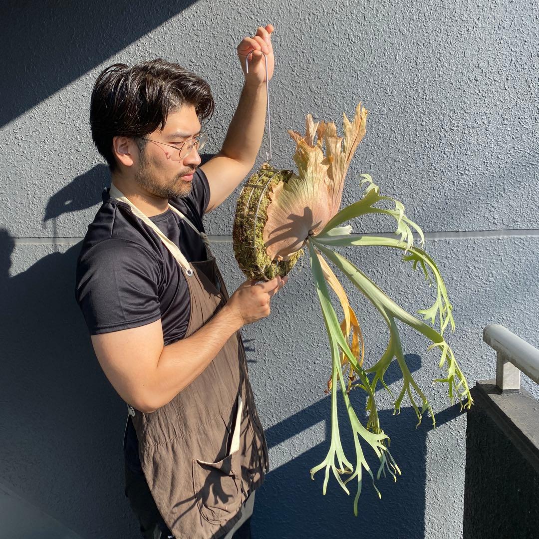 月光爪哇　親株　ビカクシダ・ムーンライト 【ペトペンチア】