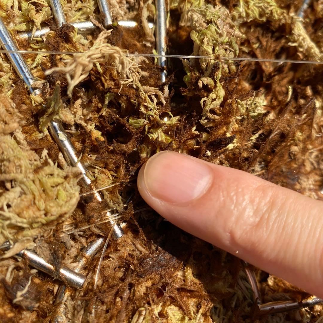 月光爪哇　親株　ビカクシダ・ムーンライト 【ペトペンチア】