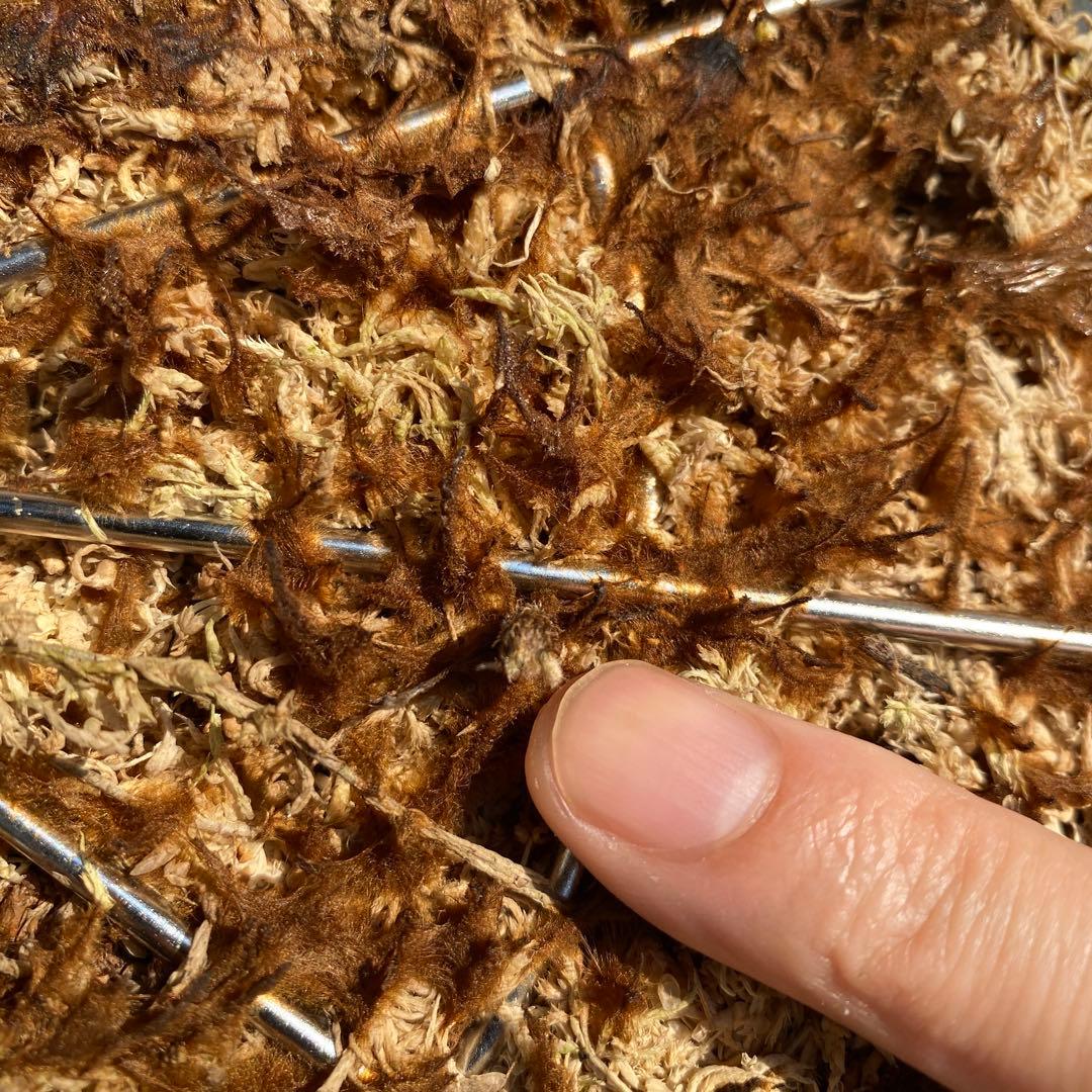 月光爪哇　親株　ビカクシダ・ムーンライト 【ペトペンチア】