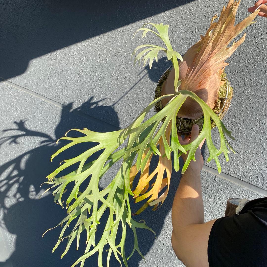 月光爪哇　親株　ビカクシダ・ムーンライト 【ペトペンチア】