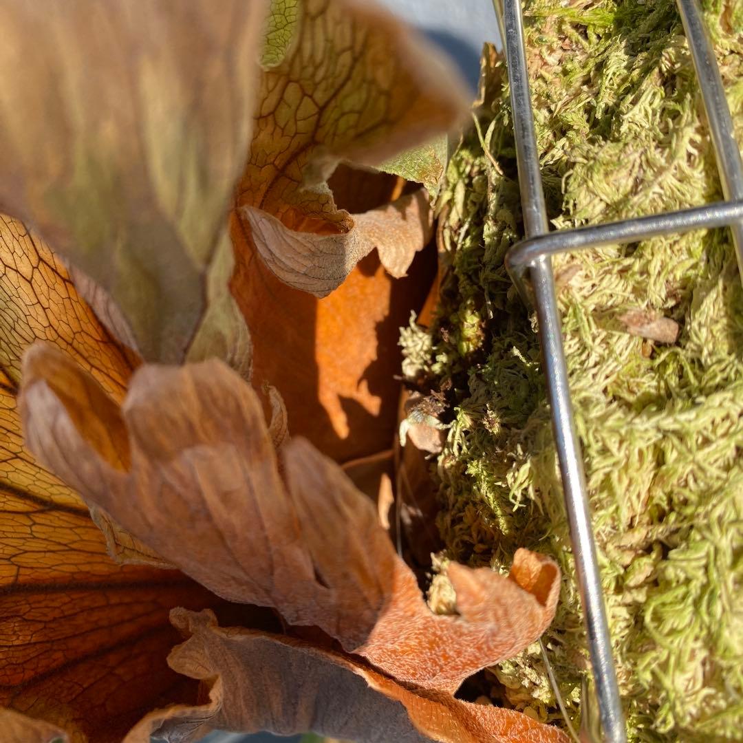 月光爪哇　親株　ビカクシダ・ムーンライト 【ペトペンチア】