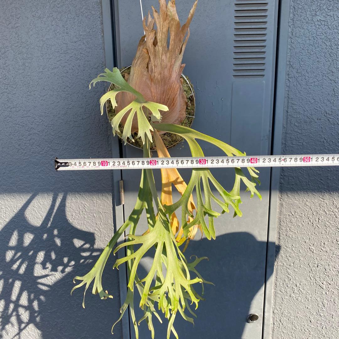 月光爪哇　親株　ビカクシダ・ムーンライト 【ペトペンチア】