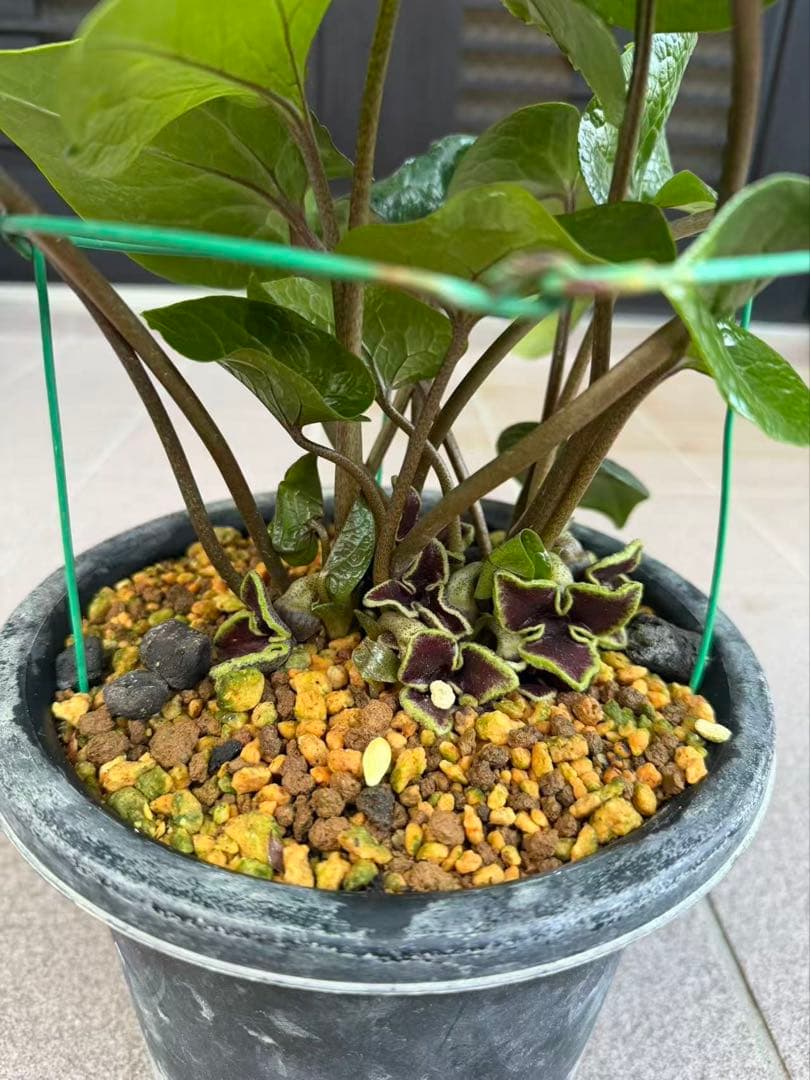 キンチャクカンアオイ 開花中　特大株　鉢ごと発送