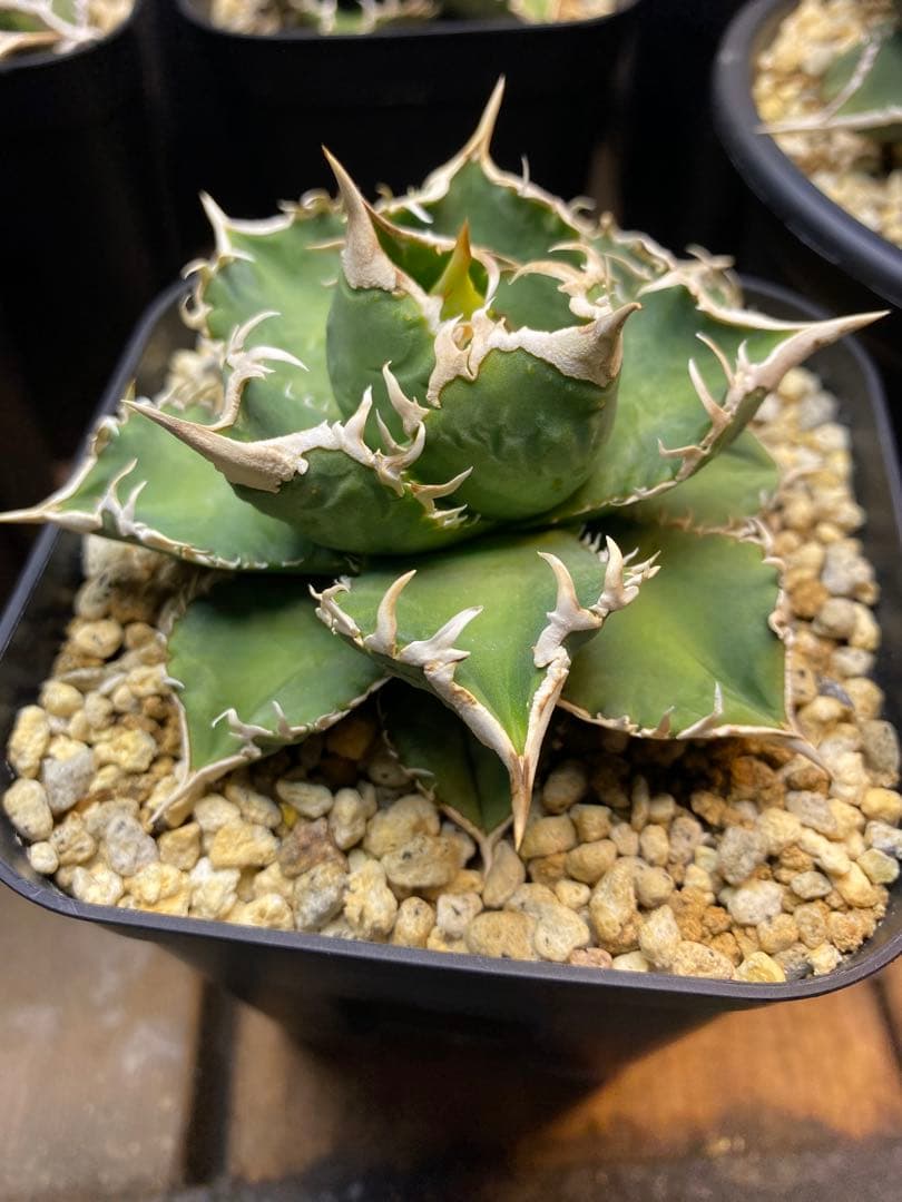 アガベ　ivory wa 子株　cj special 大白鯊　ホオジロザメ　冰雹