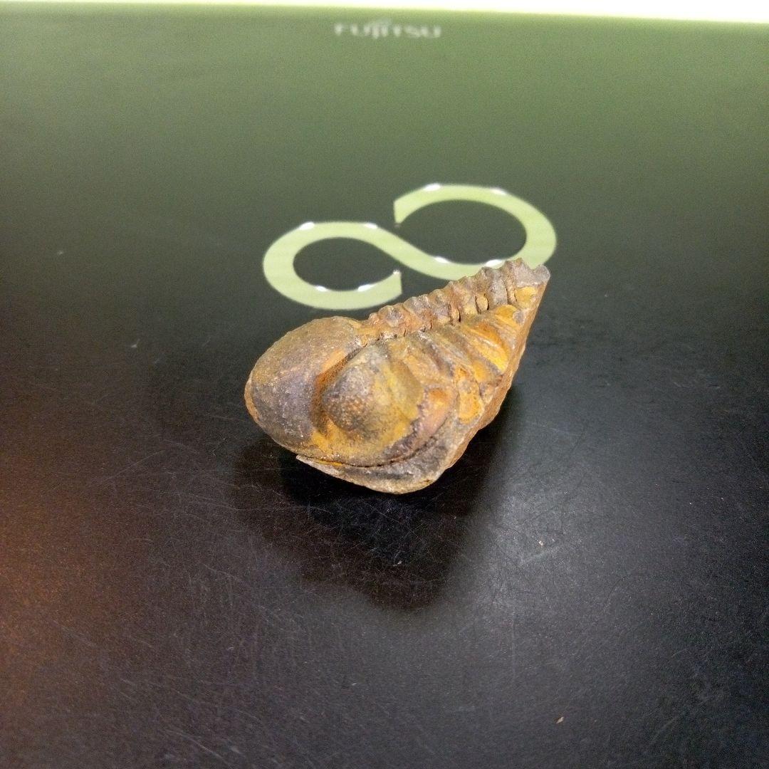 三葉虫　化石　fossil　ボリビア産　trilobite　三葉虫判別⑦