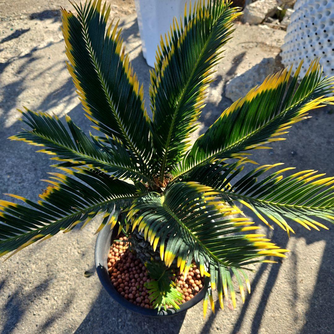 ③　金環ソテツ　7号最高等級極上品‼️